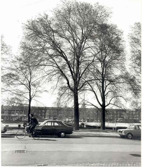 Weesperzijde winter 1977 Iepen (Ulmus camprestris) op de Weesperzijde in april 1977, geplant in 1925 (Foto: Eddie Blankers). 