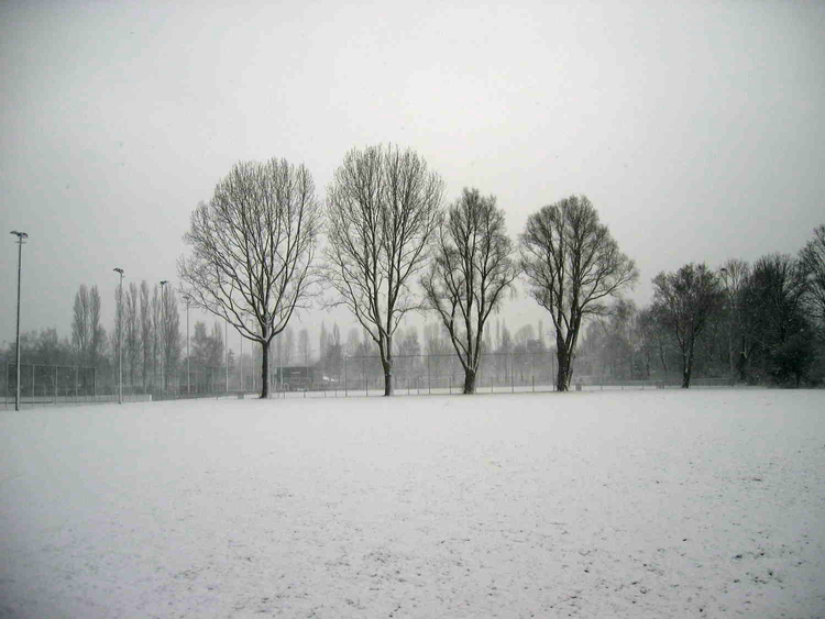 De vier bomen in de winter.  